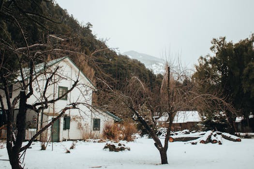 Brown Bare Trees on Snow Covered Ground